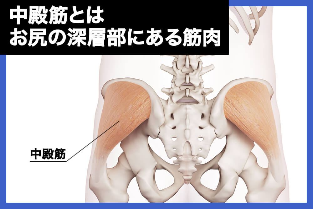 中殿筋とはお尻の深層部にある筋肉