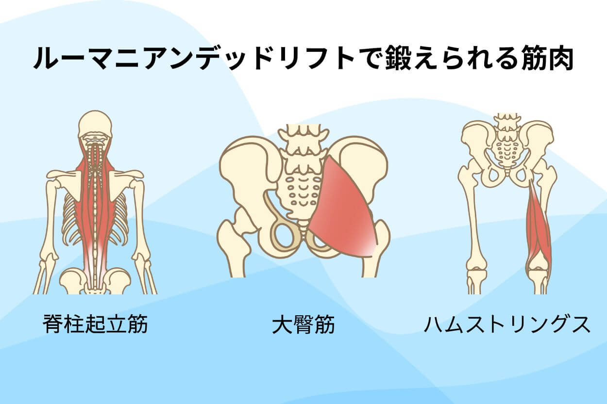 ルーマニアンデッドリフト鍛えられる筋肉