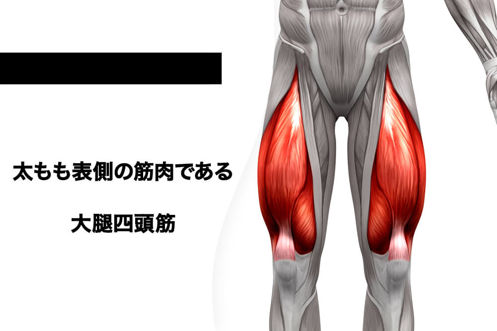 太もも（表側）の筋肉「大腿四頭筋」