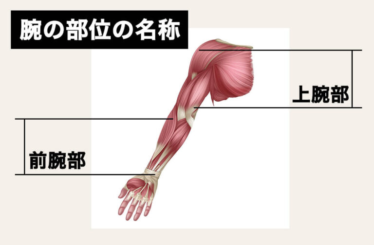 【腕の部位の名称】鍛えるべき筋肉の名前と働きを知って効果的にトレーニングしよう