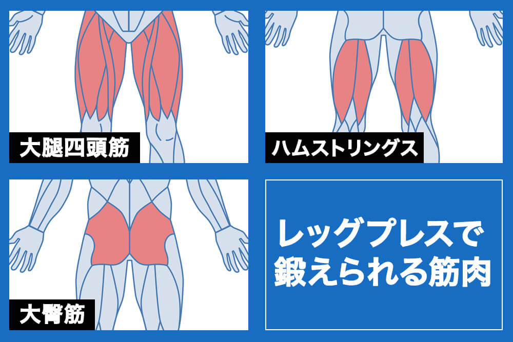 レッグプレスで鍛えられる筋肉