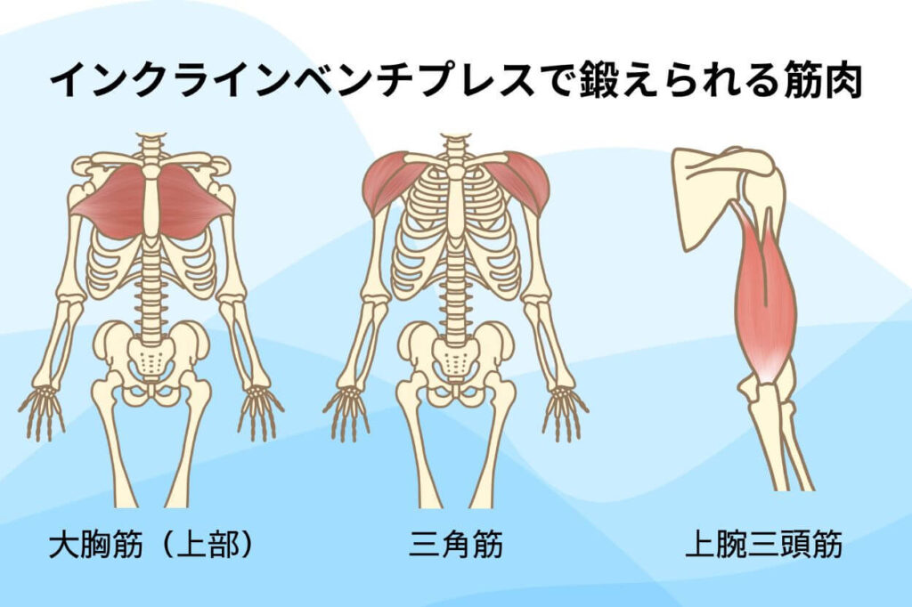 鍛えられる部位