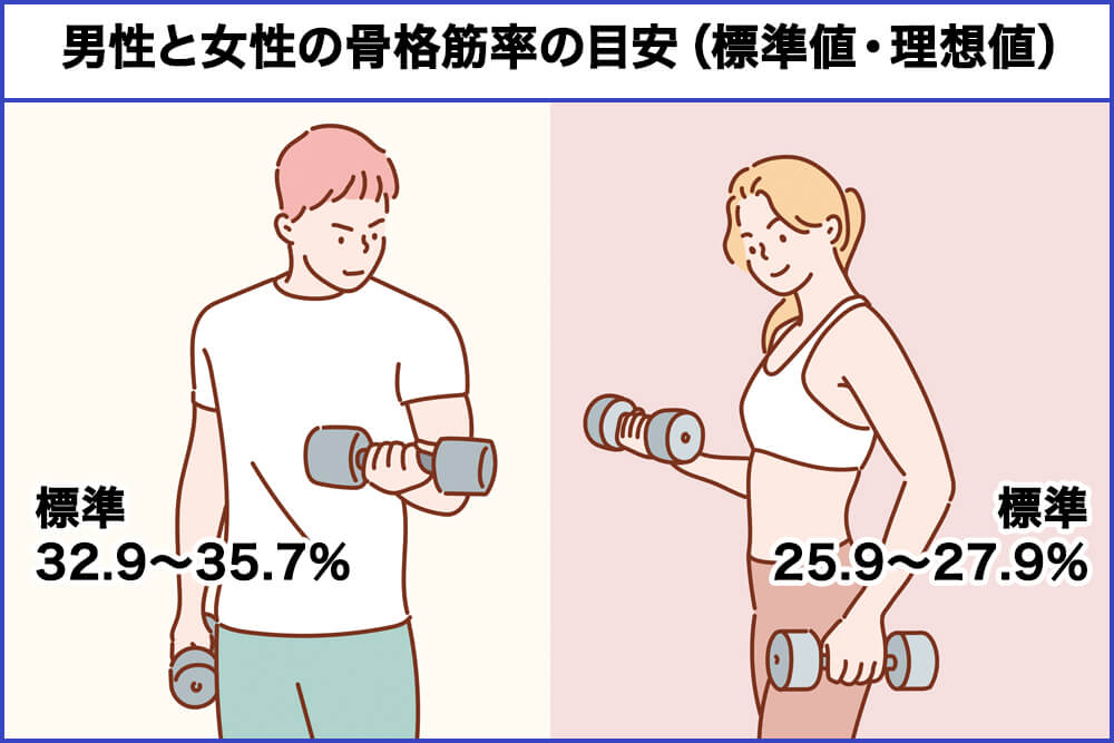 男性と女性の骨格筋率の目安（標準値・理想値）
