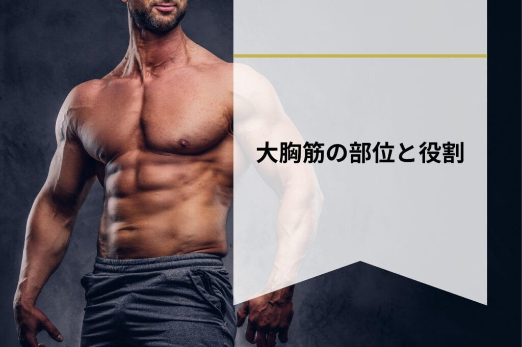 大胸筋の部位と役割