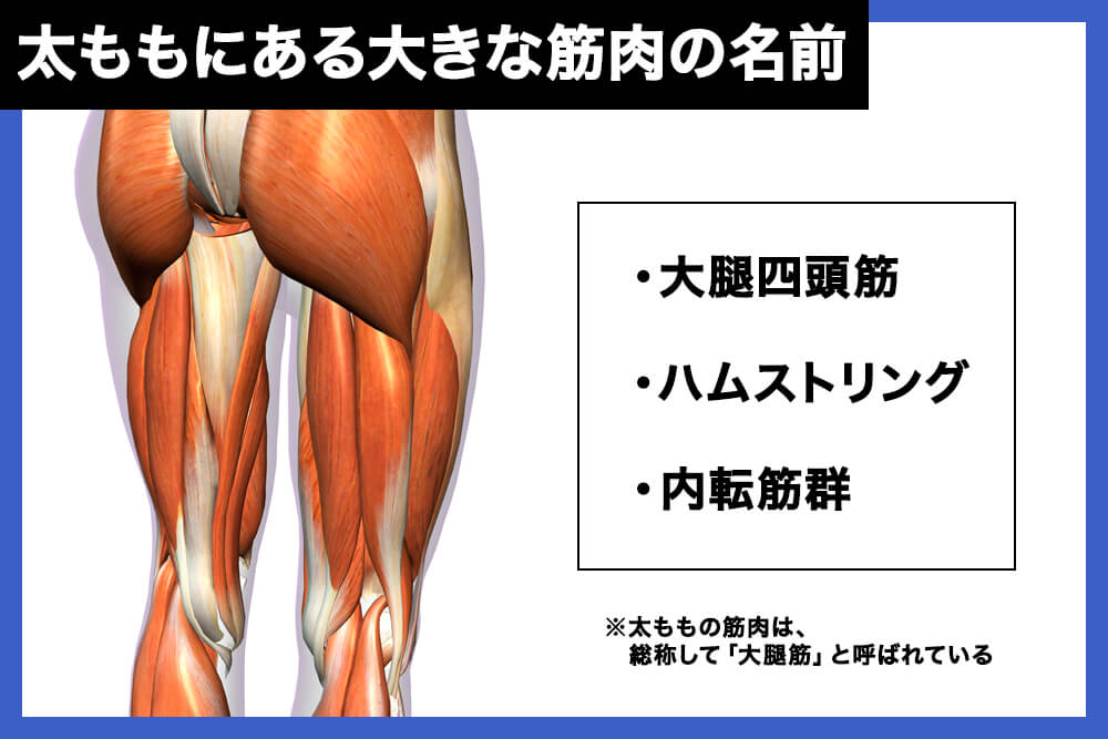 太ももにある大きな筋肉の名前