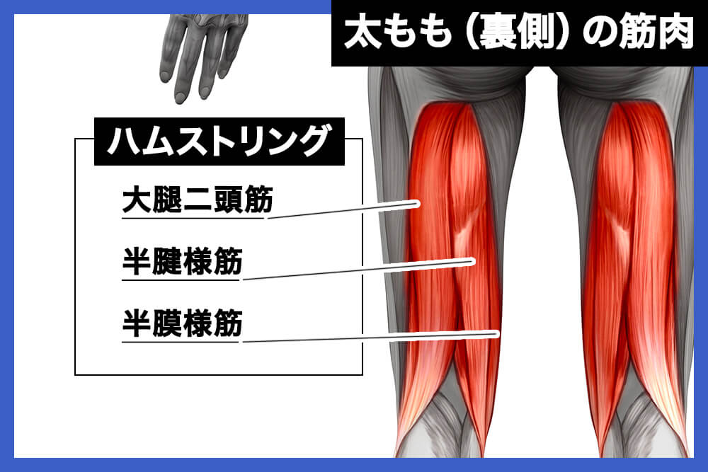 太もも（裏側）の筋肉「ハムストリング」