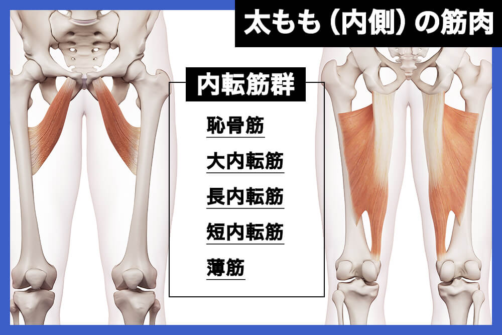 太もも（内側）の筋肉「内転筋群」
