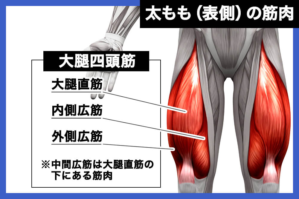 太もも（表側）の筋肉「大腿四頭筋」