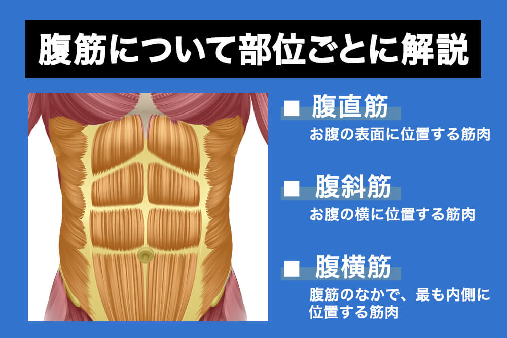 お腹に縦線を入れたい！鍛えるべき腹筋の種類は？