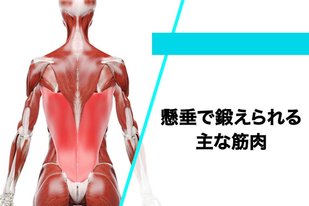 懸垂で鍛えられる5つの主な筋肉