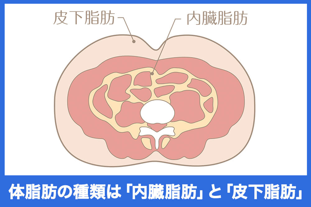 体脂肪の種類は「内臓脂肪」と「皮下脂肪」