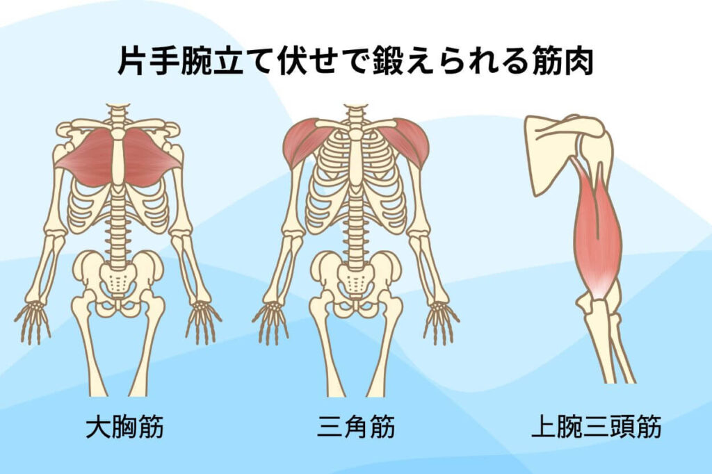 片手腕立て伏せで鍛えられる筋肉