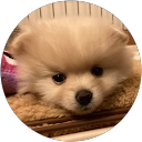 ポメラニアンmugi ポメラニアンmugi