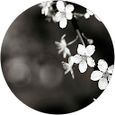 プルメリア プルメリア