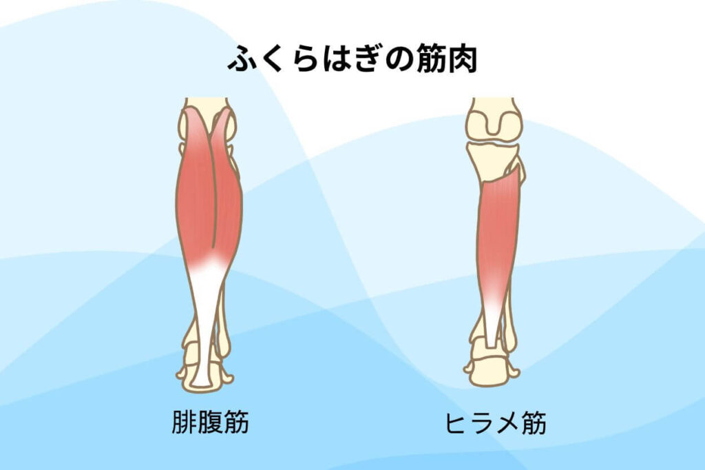 ふくらはぎの筋肉と働きについて