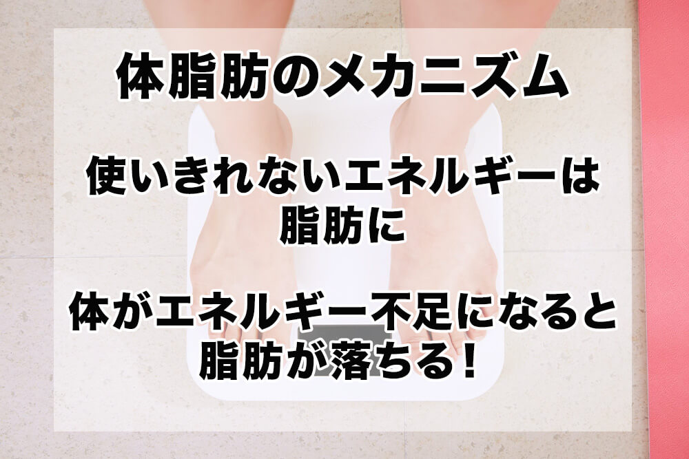 体脂肪のメカニズム