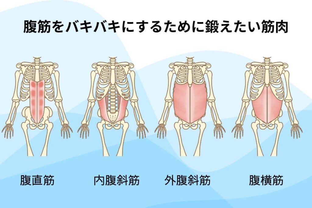腹筋をバキバキにするために鍛えたい筋肉